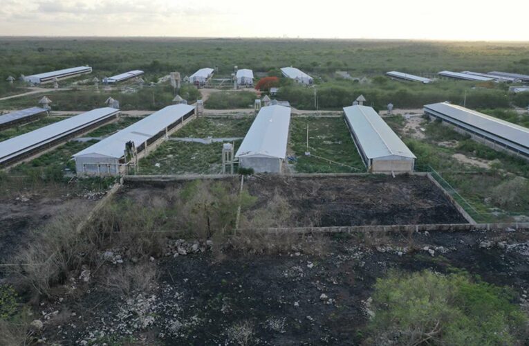 Suspenden permiso ambiental a megagranja de los Loret de Mola en Yucatán; temen contaminación irreversible