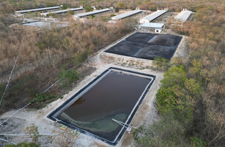 Kekén, la mega granja de cerdos que surgió de una estafa (Yucatán)