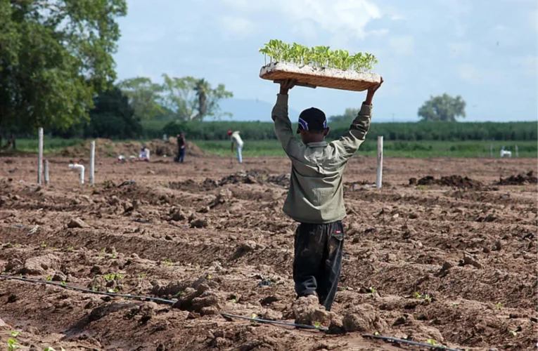 Ocupan trabajos peligrosos 8,265 menores en Colima: ENTI