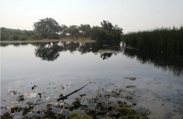 Ecocidio en Cosoleacaque: empresa habría contaminado ríos (Veracruz)