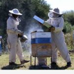 Apicultores denuncian muerte masiva de abejas por uso de tóxicos en cultivos de Campeche