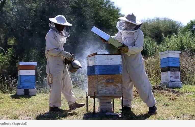 Apicultores denuncian muerte masiva de abejas por uso de tóxicos en cultivos de Campeche