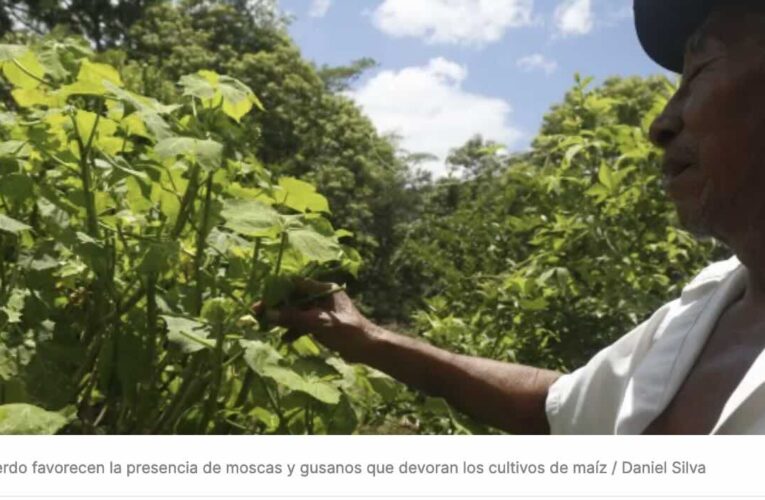 Granjas de Kekén generan plagas de gusanos y moscas en cultivos de Yucatán