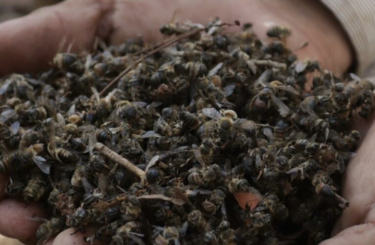 Sentencia histórica reconoce papel crucial de las abejas para los ecosistemas (Campeche)