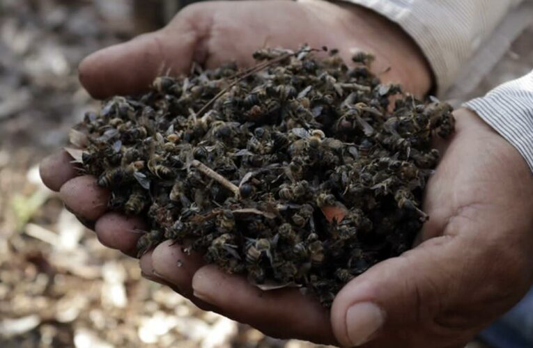 Alertan por nueva muerte masiva de abejas, ahora en Tizimín, Yucatán