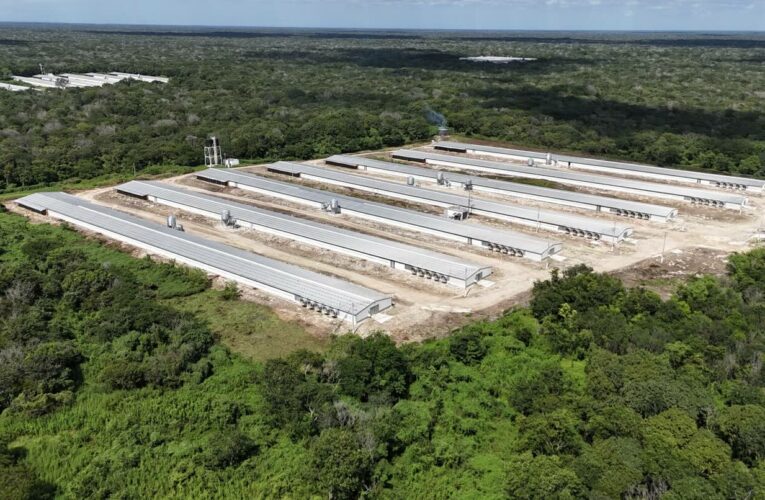 Bachoco cubre con excrementos la selva de Yucatán